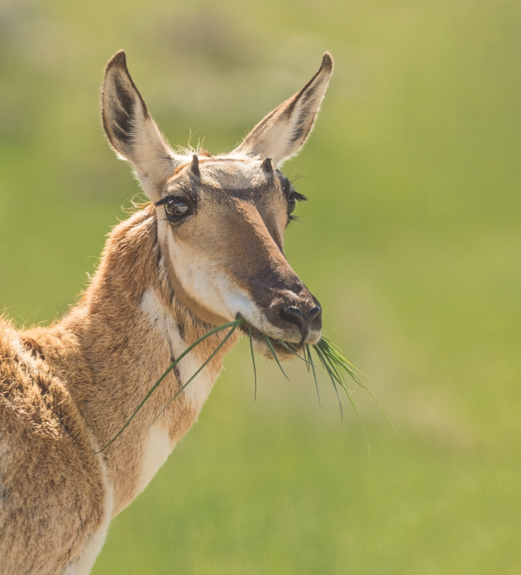 A photo of a doe pronghorn eating with a bokeh background of green grass 