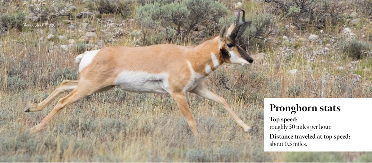 Photo of a pronghorn running with text that says "Pronghorn Stats" that mentions that it's top speed is 50 miles per hour and that it can travel at top speed for about a half a mile.