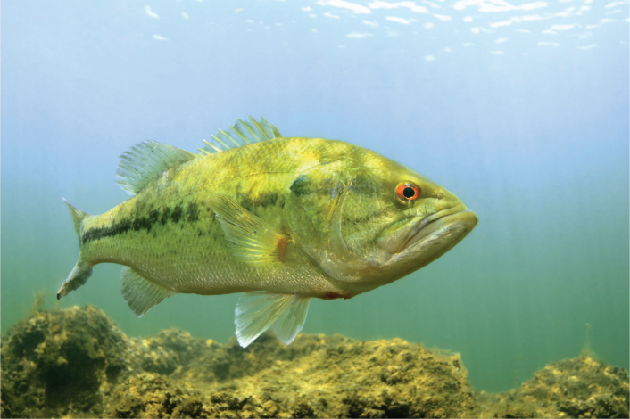 An underwater photo of a largemouth bass swimming just above a rocky lakebed with sun shining through the water.