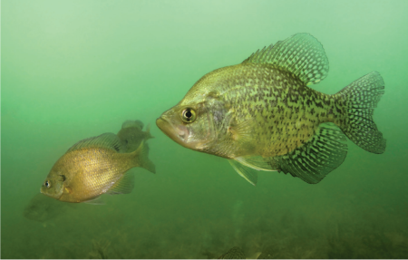 A photo showing the profile of three black crappie facing left.