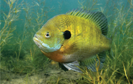 An underwater photo of a bluegill fish swimming near the bottom of a lake among aquatic vegetation.