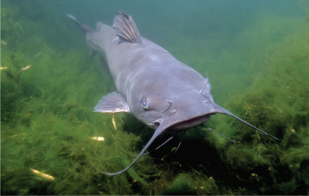 An underwater photo of a catfish swimming toward the camera among a mossy lakebed.