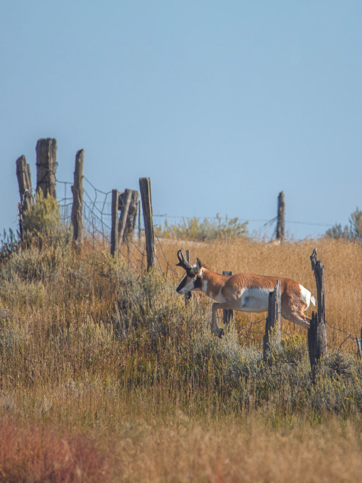 A buck antelope jumps from one grassy pasture to another to cross a woven-wire fence on a clear, sunny day.