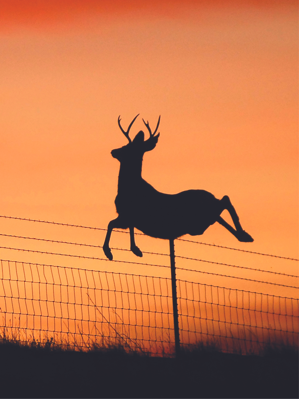 A silhouette of a mule deer jumping a fence against a bright orange sky at sunset.