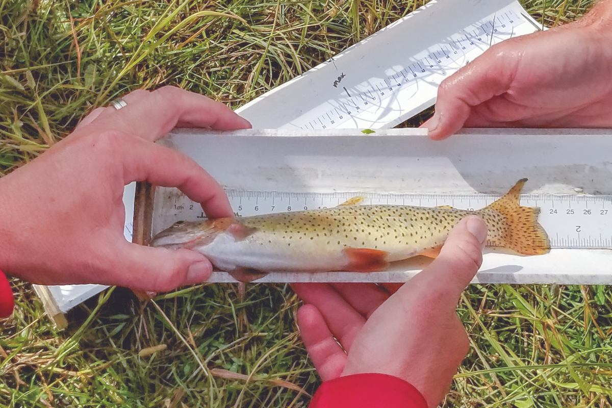 A trout from the North Tongue River in the Sheridan Region is measured and other data is recorded.