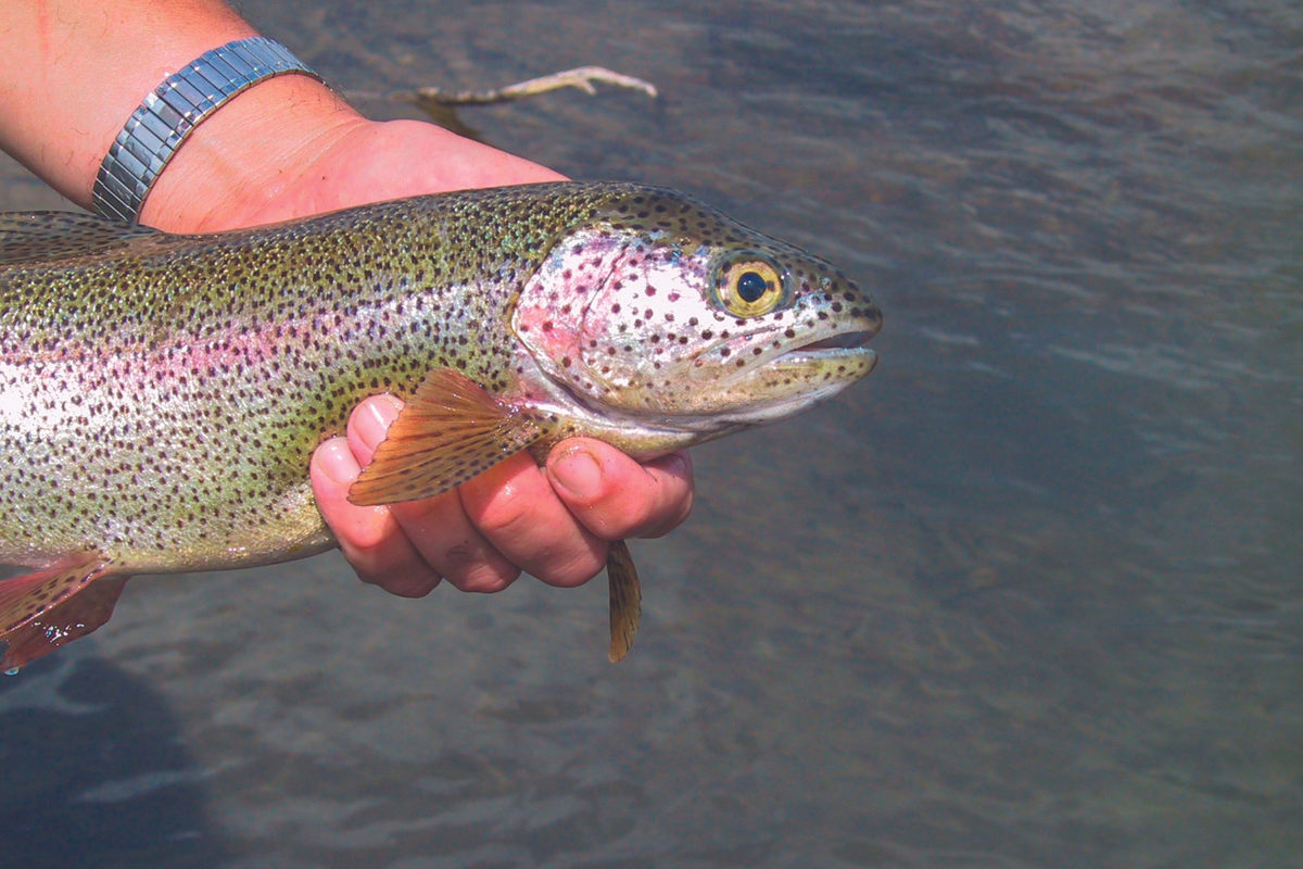 A rainbow trout being held that has a cranial deformity that is indicative of whirling disease