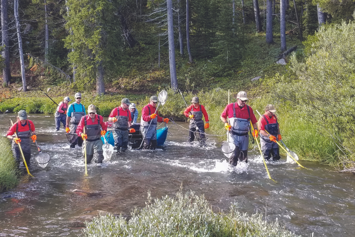 Wyoming Game and Fish Department personnel electroshock a portion of the North Tongue River in search of fish to analyze to see if they have whirling disease.