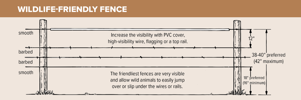 A diagram illustrating the components of a wildlife-friendly fence. The top and bottom wire should be smooth with a 16 inch minimum height above ground for the bottom wire and a 42" maximum height above ground for the top wire.