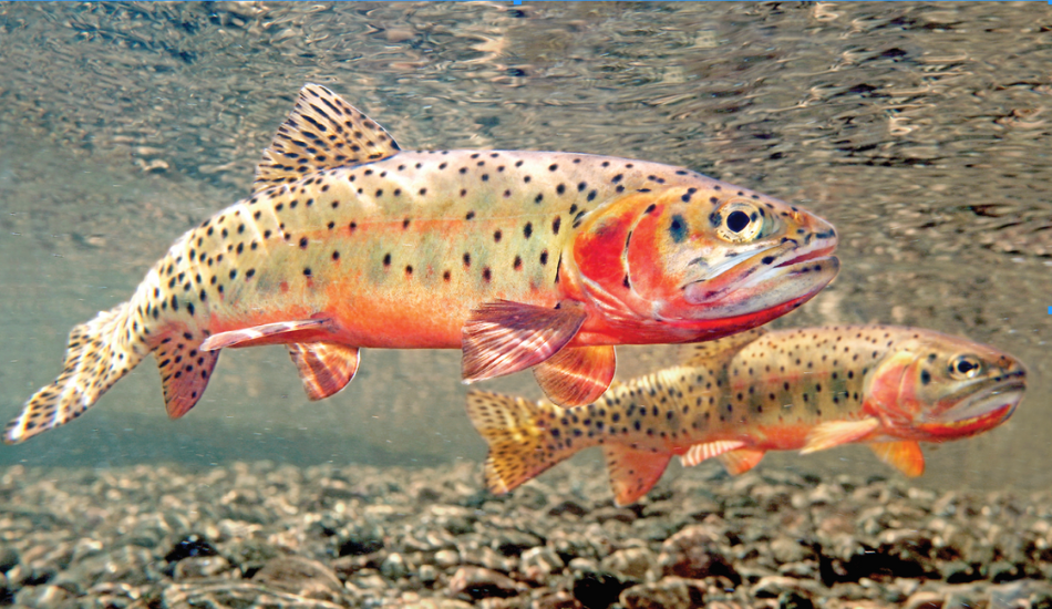 An underwater photo of two Colorado River Cutthroat trout. 