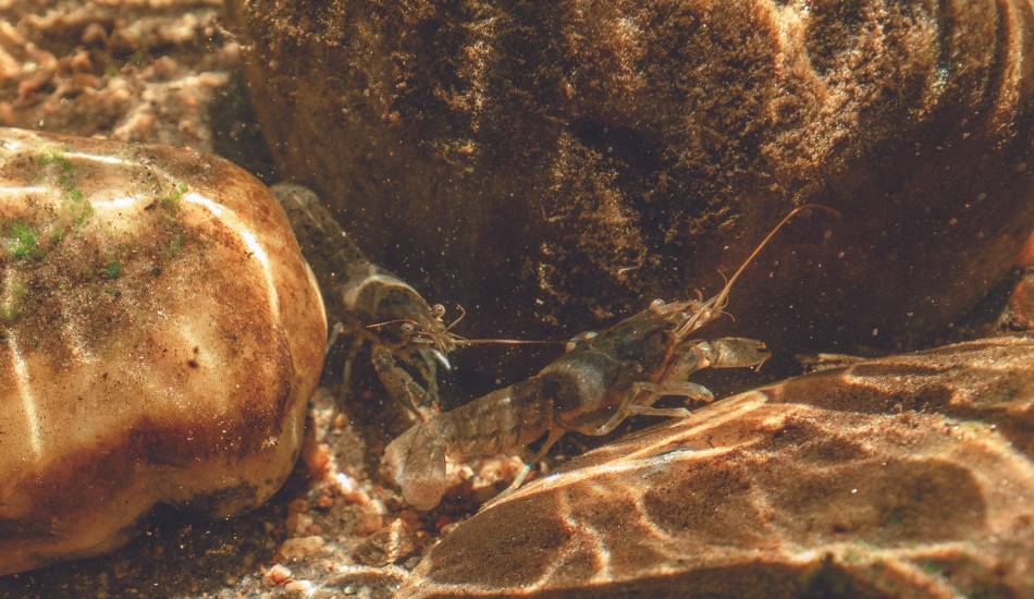 Two crayfish on the rocky bottom of a river.