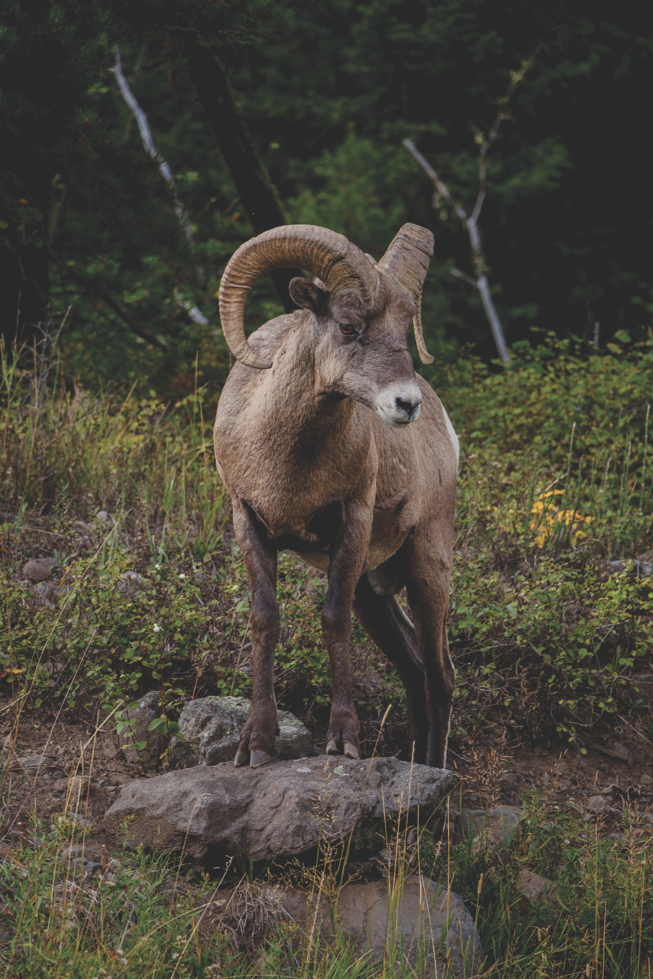 A bighorn sheep ram stands perched on a rock among a natural border of green foliage.