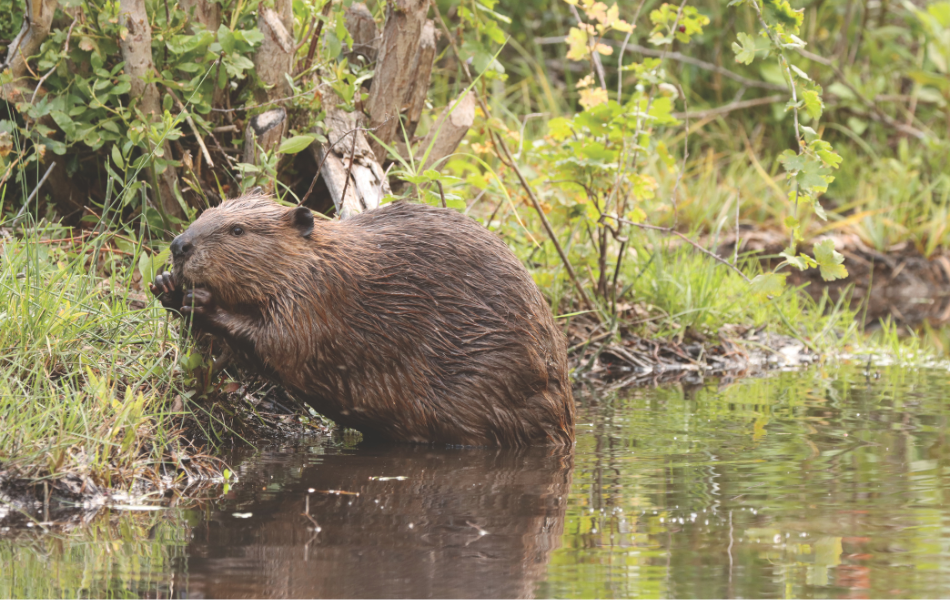 A beaver sits on the bank of a beaver pond bordered with Aspen trees.