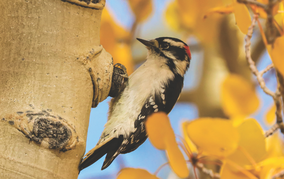 A downy woodpecker perched on the trunk of an aspen tree with golden leaves in the background.