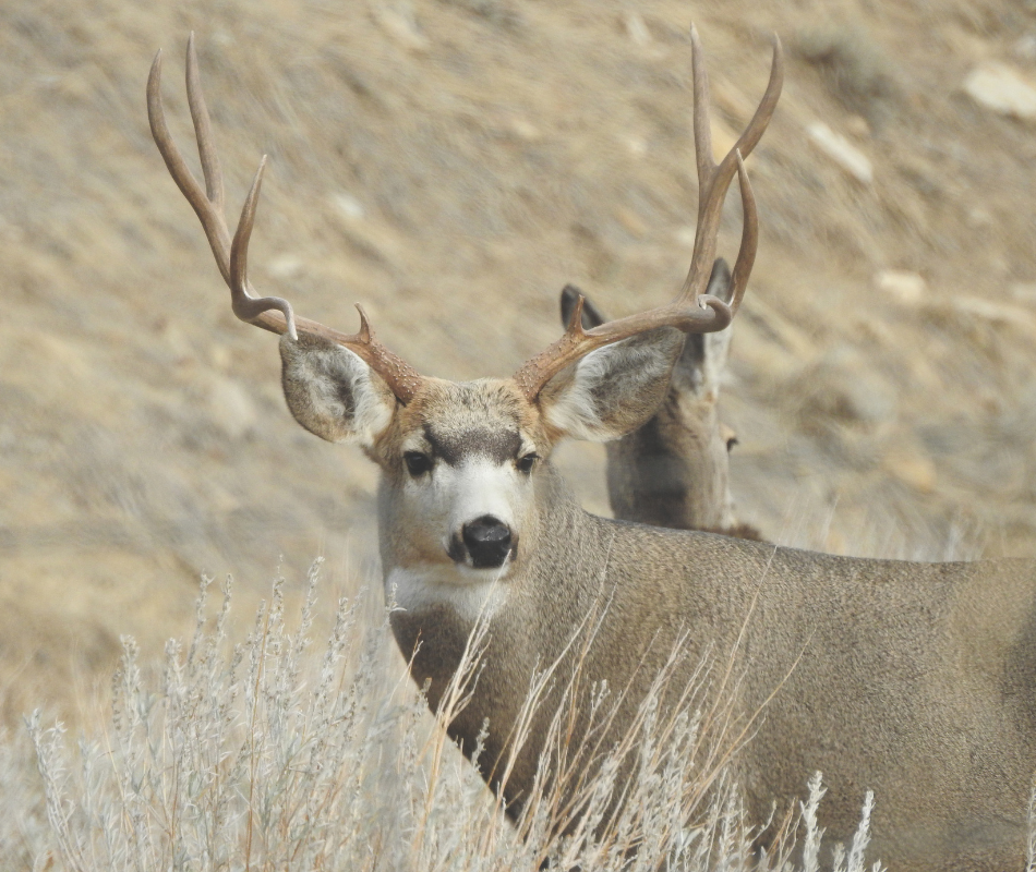 A big mule deer buck obscures a doe in the background.