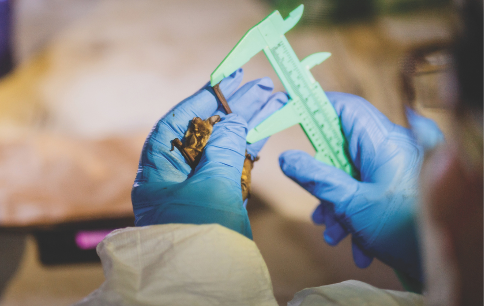 A technician measures a bat as part of ongoing bat research. 