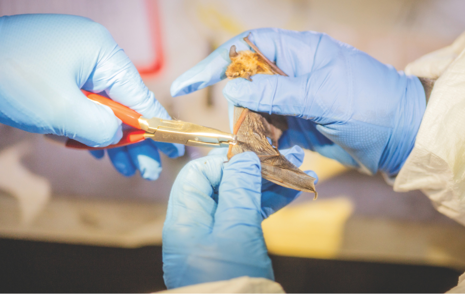 Biologists place a band on a bat's forearm as part of a vaccine trial