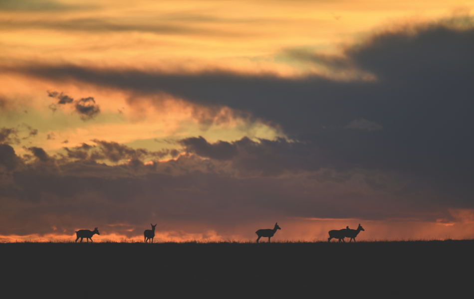 Five pronghorn does are silhouetted along a ridge with a brilliant sunset in the background.