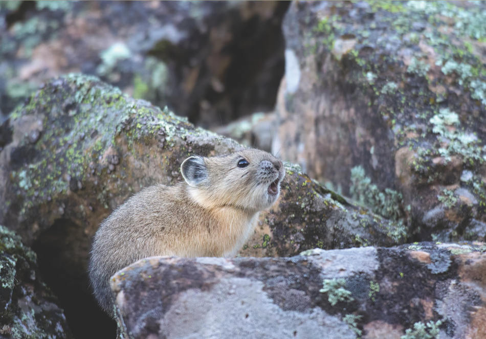 A Pika with its mouth open in a rocky talus field.