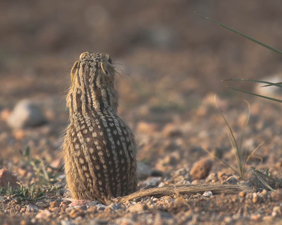 The back of a thirteen-lined ground squirrel stands out among the rocky soil the squirrel sits upon.