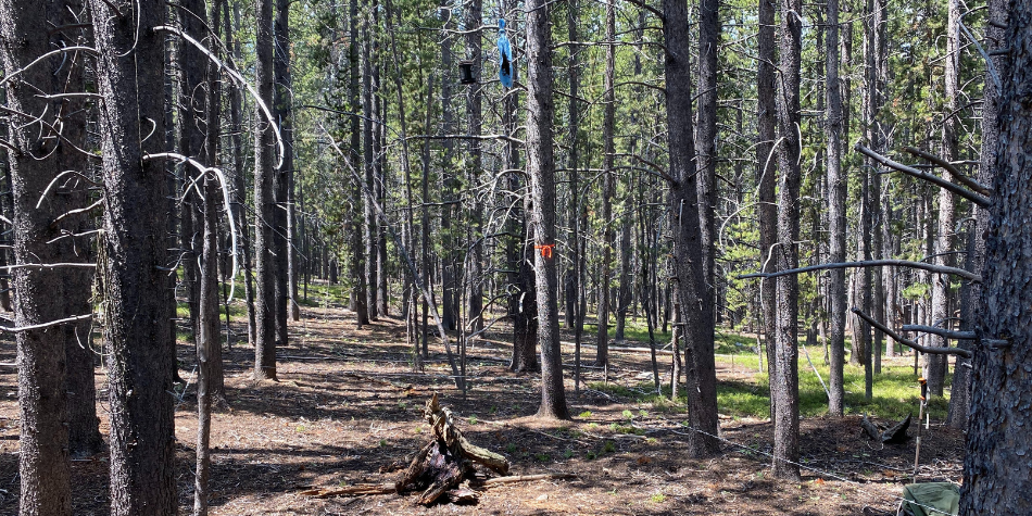 Wire snares around a scent lure are set up by wildlife biologists to collect black bear hair samples for the purpose of estimating populations in certain areas around the state. Wires are placed at a height where bears are forced to crawl under, resulting in some hair being left behind. 