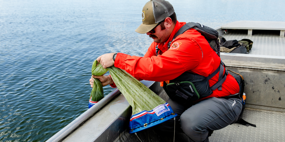 A Game and Fish employee reaches over the edge of a boat to collect an AIS sample