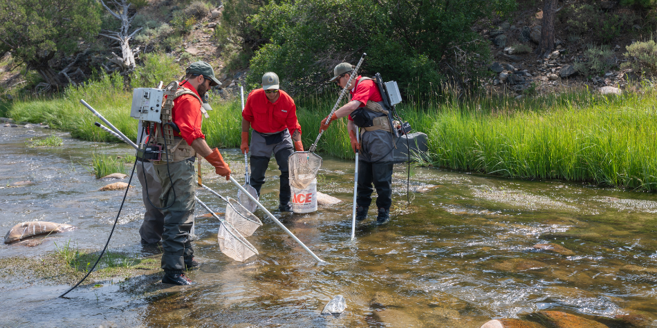 Game and Fish personnel electrofish for hornyhead chub in the Laramie River near Wheatland.