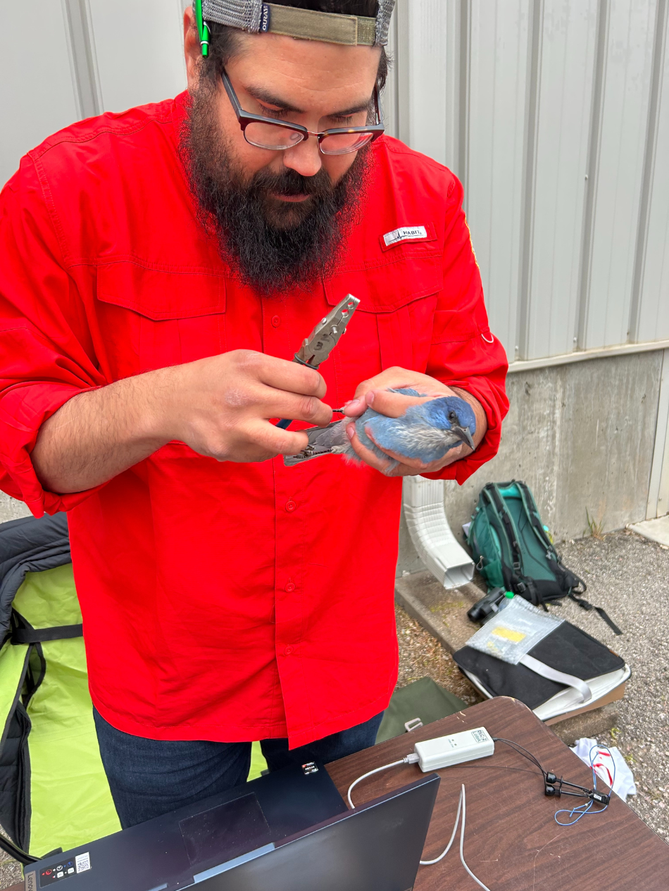 Frank Stetler applies a metal band to a pinyon jay before attaching a GPS transmitter to the bird. 