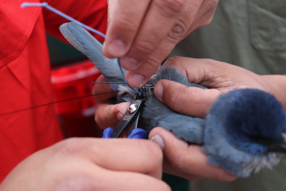 A biologist makes the final adjustments to the first pinyon jay in Wyoming to be outfitted with a GPS transmitter