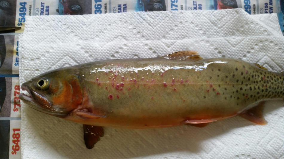 Cutthroat trout infected with bacterial kidney disease exhibiting petechial hemorrhaging on the skin.