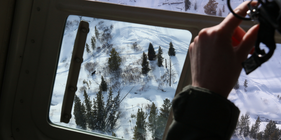 A moose is spotted on the ground during an aerial survey in the Jackson Region