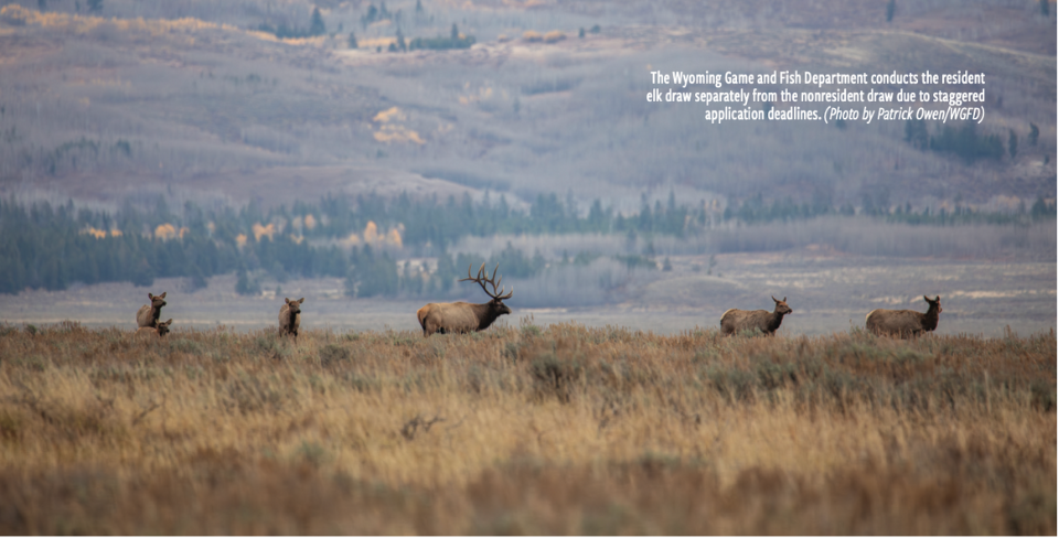 A landscape photo with one bull elk centered in the photo with cow elk on either side