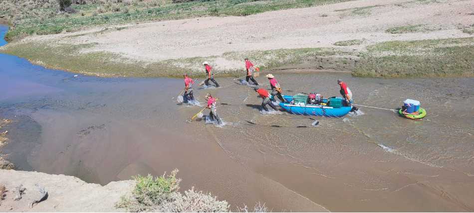 Fisheries biologists electrofishing the Big Sandy during a sucker salvage project while dealing with low water levels