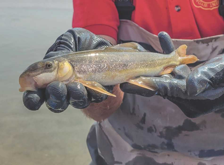 A Game and Fish biologist in waders holds a flannelmouth sucker out of the water during a salvage operation