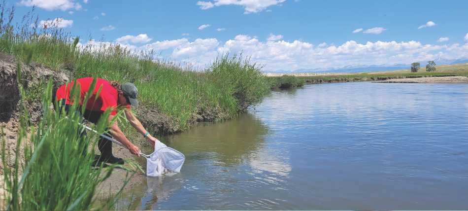 A Game and Fish Biologist returns native suckers back into the Big Sandy River using a net.