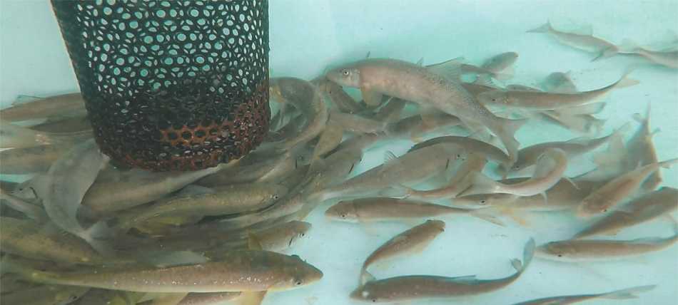 Native suckers in a holding tank.