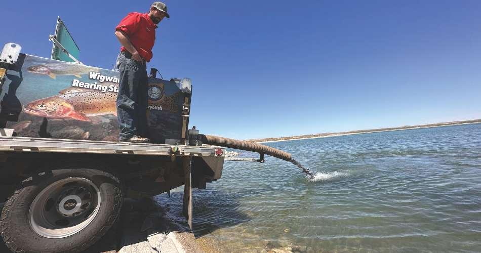 Fish Distribution Truck A Game and Fish employee stands on a fish stocking truck and watches as fish are stocked into Saratoga Lake.
