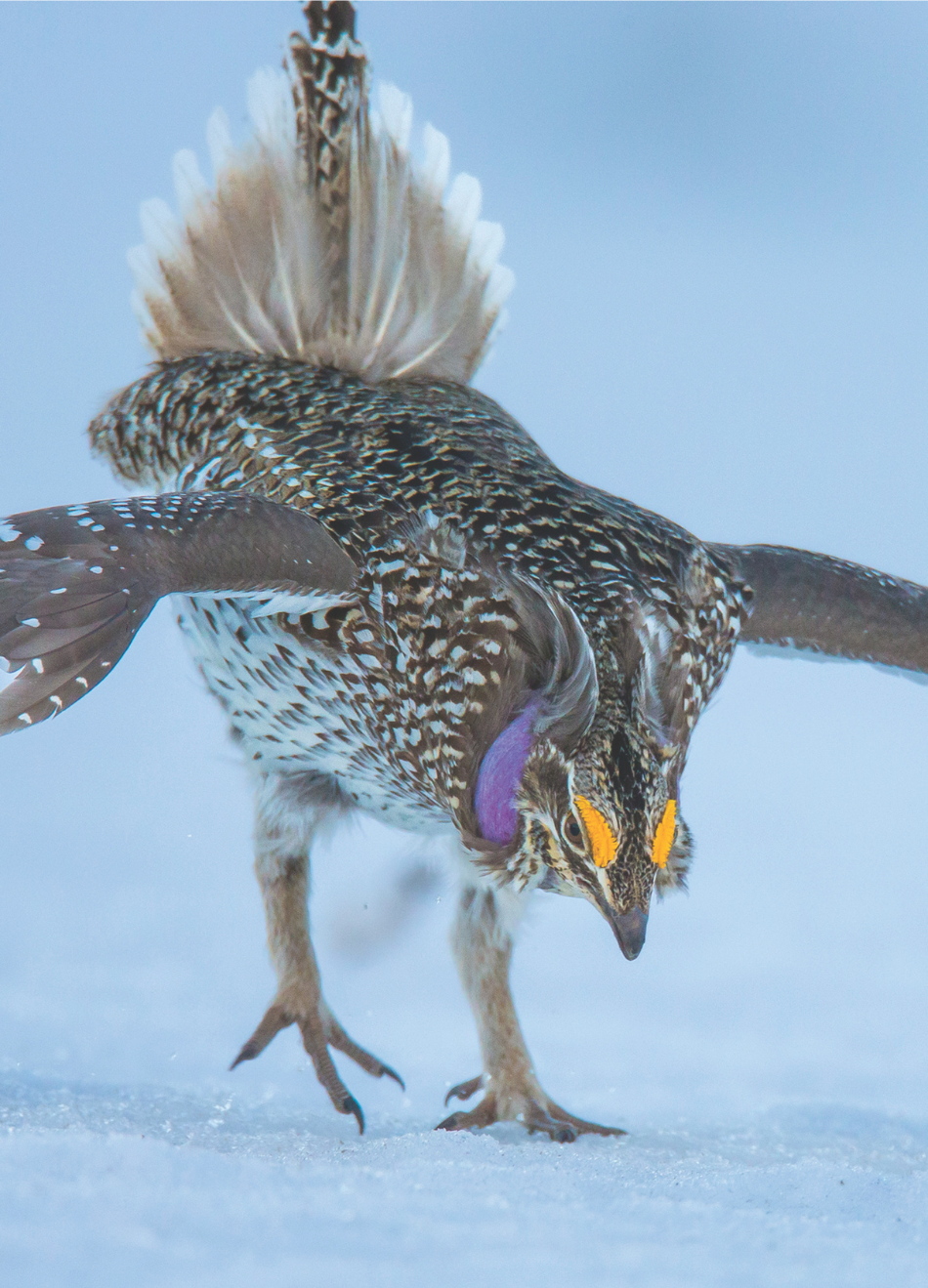 Sharp-tailed grouse A male sharp-tailed grouse lekking on snow-covered ground.