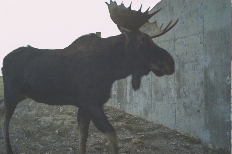 A bull moose shown large in the frame, crossing underneath U.S. Highway 189 between Labarge and Big Piney using a wildlife underpass.