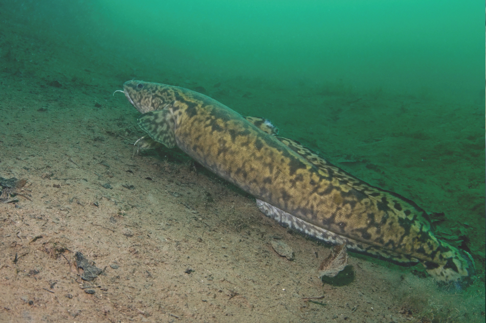 Burbot An underwater photo of a burbot