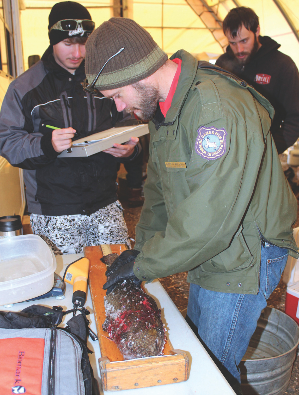 Measuring a burbot at the Burbot Bash Wyoming Game and Fish Department Fisheries Biologist John Walrath measures a burbot from a recent Burbot Bash at Flaming Gorge Reservoir.