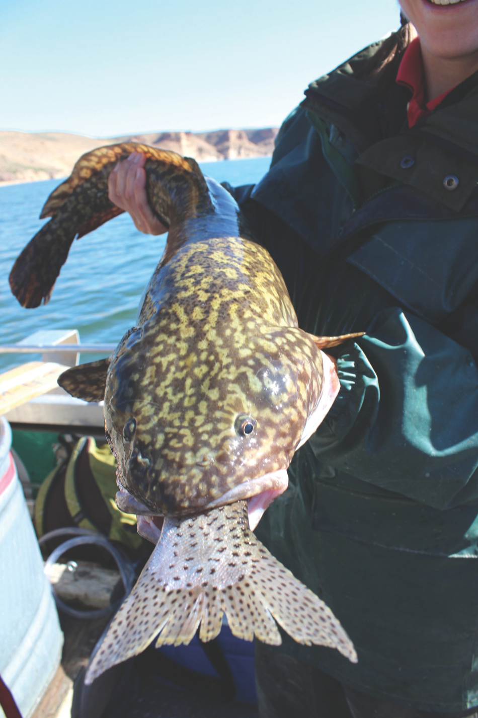 Burbot eating a Rainbow Trout A burbot trying to eat a good-sized rainbow trout at Flaming Gorge Reservoir.