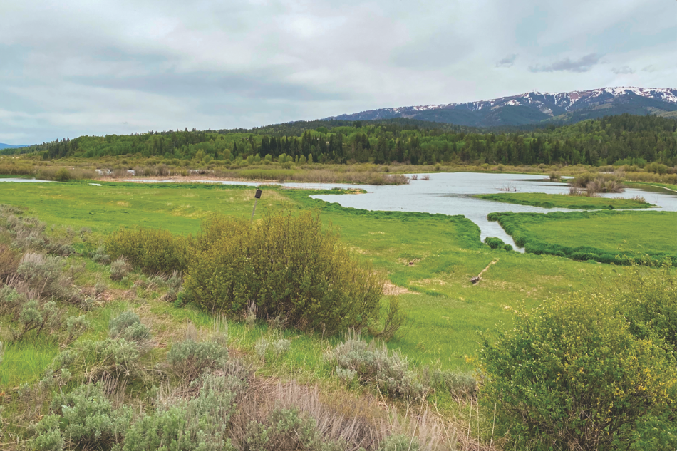 Alpine Wetlands Complex Alpine Wetlands Complex in western Wyoming with snow capped mountains in the background and willows in the foreground..