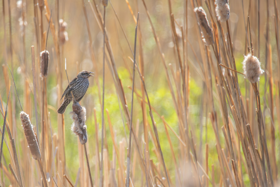 Red-winged blackbird A female red-winged blackbird perches on a cattail at the John/Annie Woodhouse Wildlife Habitat Management Area.