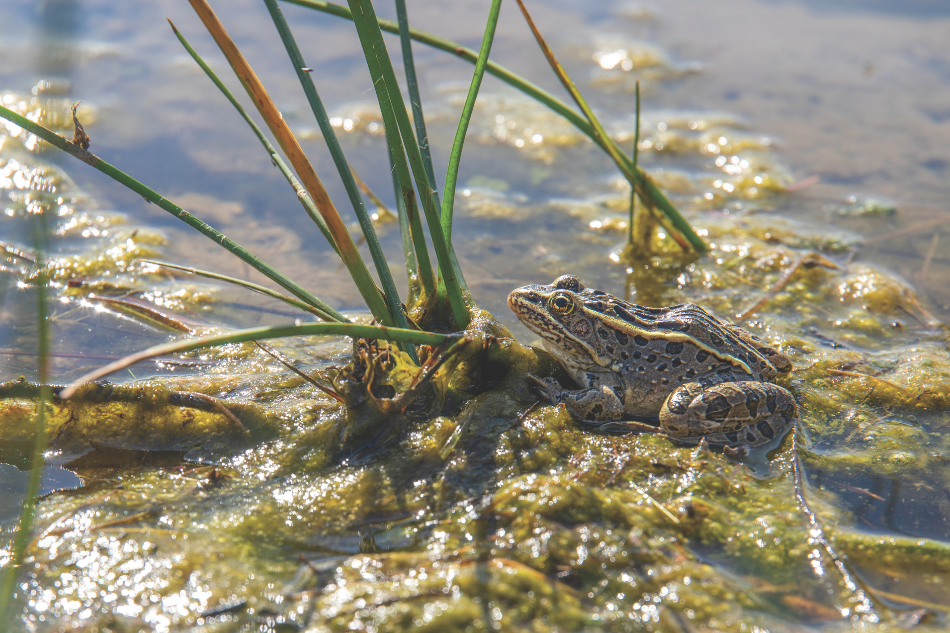 Leopard frog A leopard frog in shallow-wetland habitat