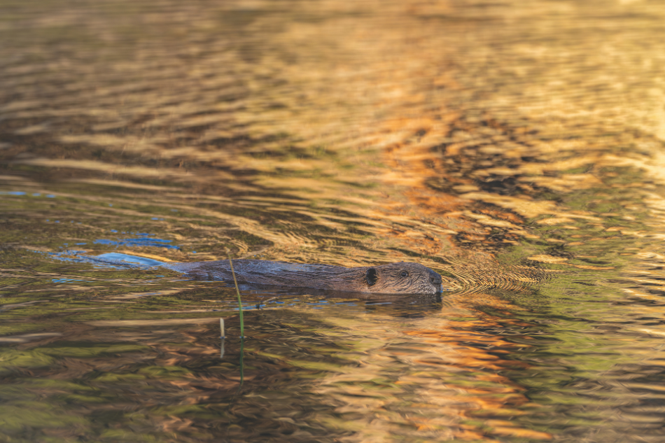 Beaver A beaver swimming across a pond reflecting the orange sunlight of golden hour.