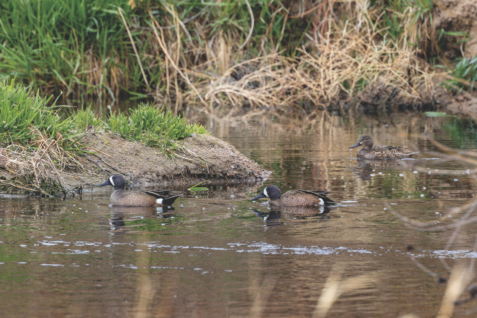 Blue-winged teals Waterfowl like these blue-winged teals are often spotted in Wyoming's wetlands.
