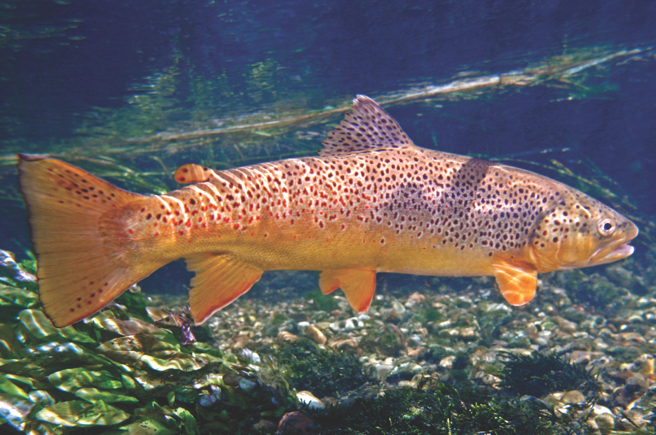 Female brown trout A female brown trout underwater in a clear stream.