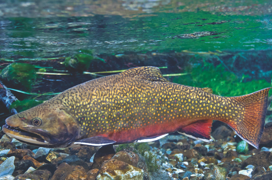 Male Brook Trout A male brook trout in a clear stream.