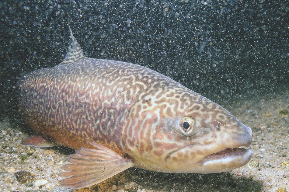 Tiger Trout A close up of a tiger trout underwater.