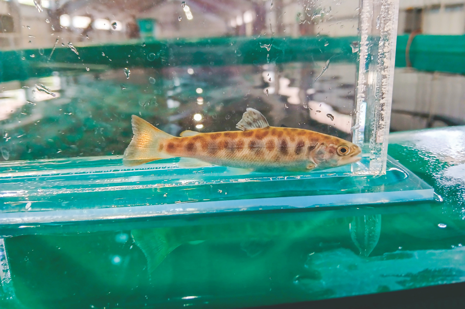 Tiger Trout Fingerling A photo of a small tiger trout fingerling in clear tank inside Speas Fish Hatchery